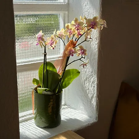 Dom wakacyjny Naturauszeit - Tinyhouse Im Weinviertel Kleinstelzendorf